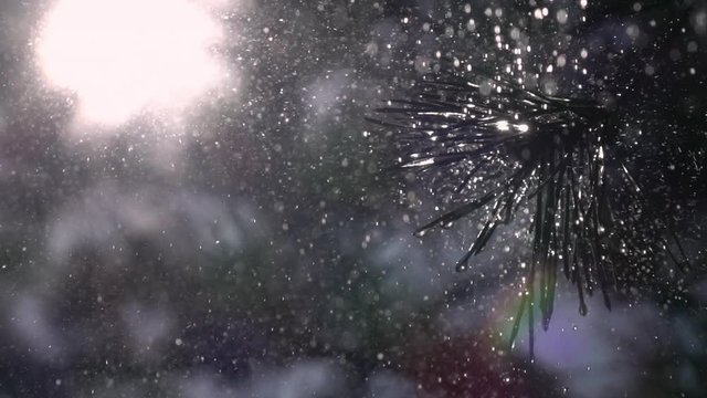 Epic view with falling rain drops on pine branch, sun and rainbow in slow motion. Amazing vivid shiny scene of wet forest and sparkling water-drops.
