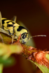 Beautiful longhorn beetle color yellow and black on green leaf.