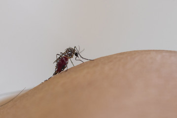 Closeup mosquito sucking blood