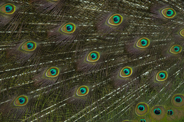 Obraz premium Closeup peacock feathers