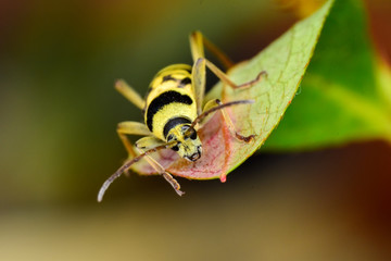 Beautiful longhorn beetle color yellow and black on green leaf.