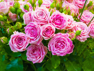 floral background of roses