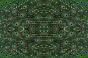 Obraz premium Seamless image made of peacock feathers.