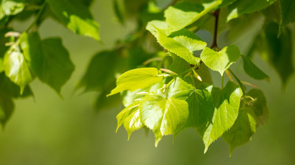 Fototapeta na wymiar Young green leaves on a tree in spring