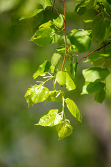 Young green leaves on a tree in spring