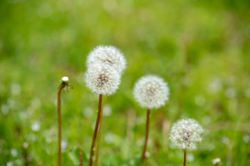 タンポポの綿毛