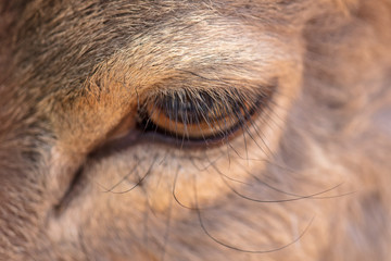 The eye of a deer as a background