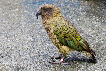 Obraz premium Friendly Parrot, Kea, at High Mountain Area in New Zealand.