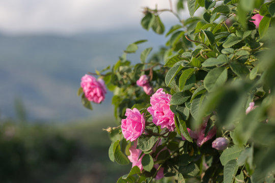 Rosa damascena - pink, oil-bearing, flowering, deciduous shrub plant. Bulgaria, near Kazanlak, the Valley of Roses. Close up view. The Old mountain (Balkan) on the background.