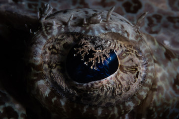 Detail of the Eye of a Crocodilefish