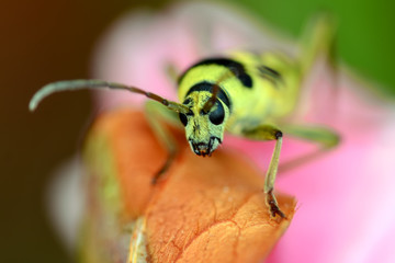 Beautiful longhorn beetle color yellow and black on green leaf.
