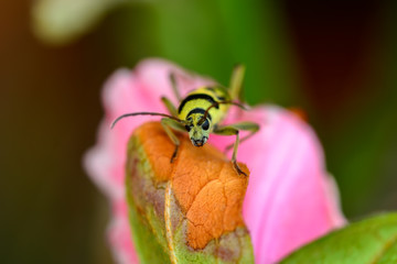 Beautiful longhorn beetle color yellow and black on green leaf.