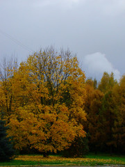 Beautiful autumn maple tree