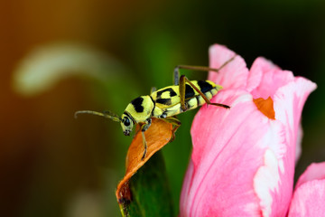 Beautiful longhorn beetle color yellow and black on green leaf.