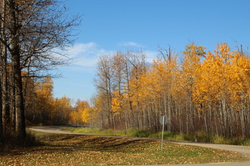 Colours Along Tawayik Lake Road, Elk Island National Park, Alberta