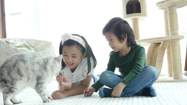 Cute Asian children feeding American shorthair cats at home slow motion 
