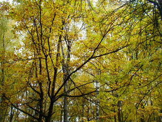 Fototapeta premium Beautiful autumn trees