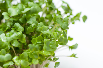 ブロッコリースプラウト