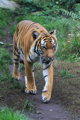 Fototapeta na wymiar orange tiger in the green grass