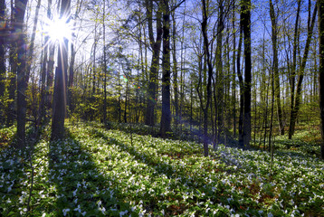 sunlight and shadow in the forest - beautiful forest floor covered with dried leaves and low growing green plants with trillium white flowers