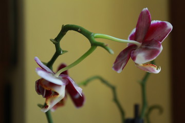 orchidea2