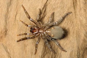 Tarantula, Theraphosidae, Gurjee, Tripura , India