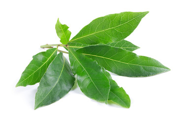 Bay leaves isolated on white background