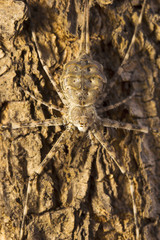 Tree trunk spider or two-tailed spider, Hersilia sp, Hersiliidae, Aarey milk colony Mumbai