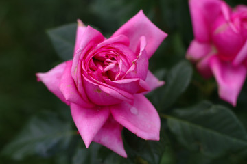 Completely bloomed rosebud of pink color on the background of other roses