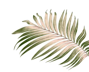 Photo sur Plexiglas Monstera Green leaves of palm tree on white background