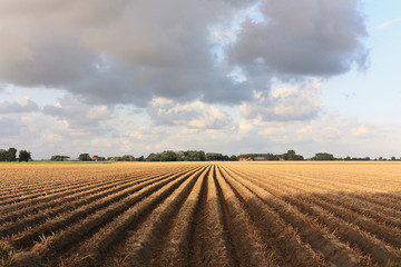 Orange colored plowed field with perspective lines after harvest with grey clouds at sunset