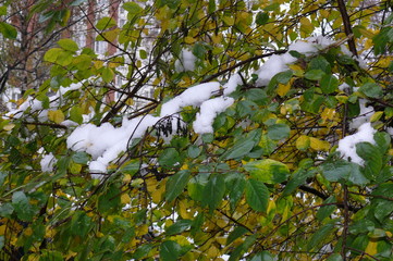 Первый снег 