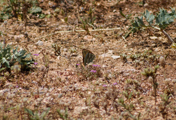 a butterfly on the ground