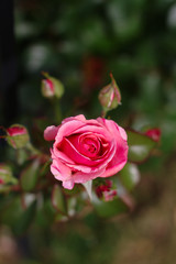 Completely bloomed rosebud of pink color on the background of other roses