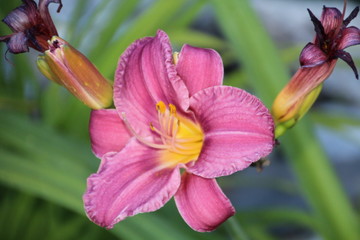 Closeup Of The Lily, Banff National Park, Alberta