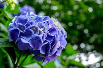 あでやかなる紫陽花