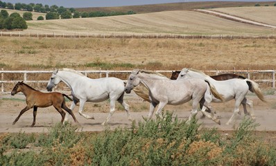 Yeguas y potros en libertad en españa