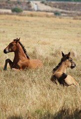 Jóvenes potrillos españoles tumbados en el pasto durante el verano