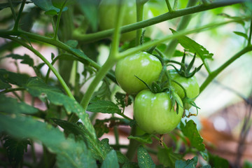 Tomatoes on Vine