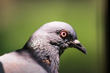 Pigeon