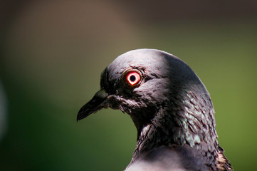 Pigeon
