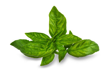 Basil leaves isolated on white background