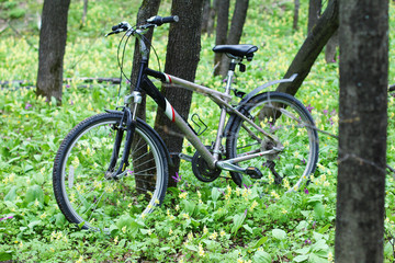 Fototapeta na wymiar A bicycle is standing by a tree in the forest