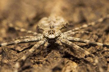 Tree trunk spider or two-tailed spider, Hersilia sp, Hersiliidae, Aarey milk colony Mumbai