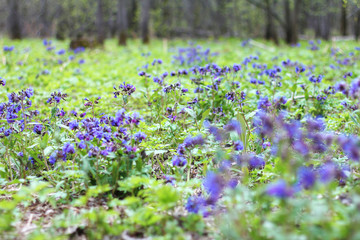 Spring flowers Lungwort. Primroses in spring forest.