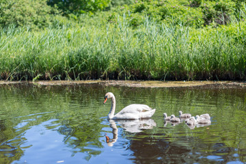 White Swan near lake