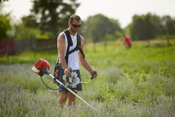 Man mowing among lavender rows