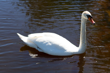 White Swan near lake