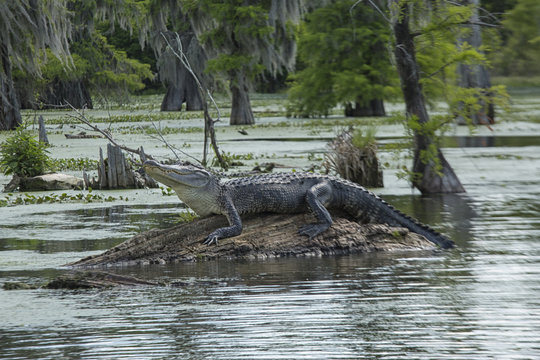 An alligator in Lake Martin, Breaux Bridge, Louisiana, USA