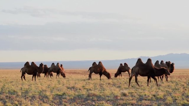 A herd of camels graze in the pasture land in the Gobi steppe in Mongolia
